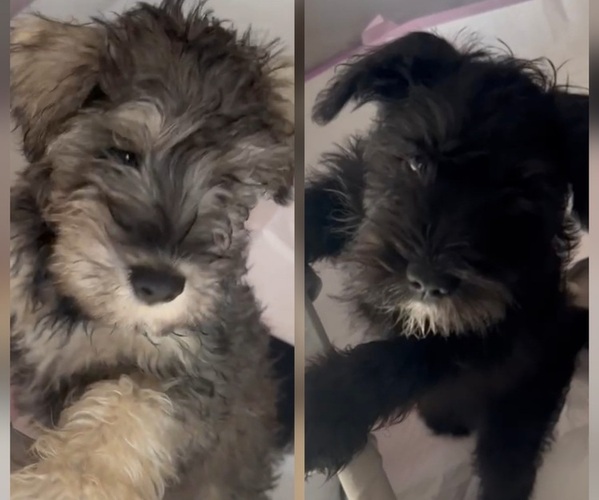 Medium Photo #1 Schnauzer (Miniature) Puppy For Sale in MIAMI, FL, USA