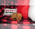 Small Photo #3 Labrador Retriever Puppy For Sale in NEENAH, WI, USA