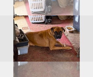 Boxer Dogs for adoption in Austin, TX, USA