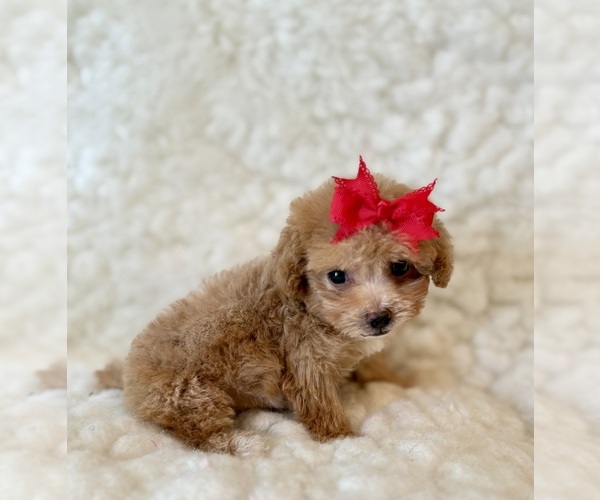 Medium Photo #2 Poodle (Toy) Puppy For Sale in REDLANDS, CA, USA