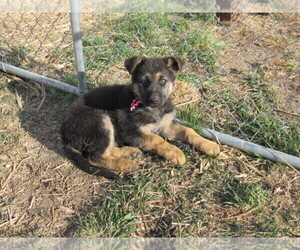 German Shepherd Dog Puppy for sale in COLUMBUS, NE, USA