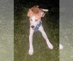 David Bowie - Male Scottish Collisky Dog for Adoption - Photo #10