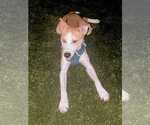 Small Photo #10 Scottish Collisky Puppy For Sale in Silver Spring, MD, USA