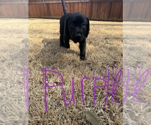 Medium Labrador Retriever