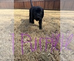 Puppy Purple Labrador Retriever