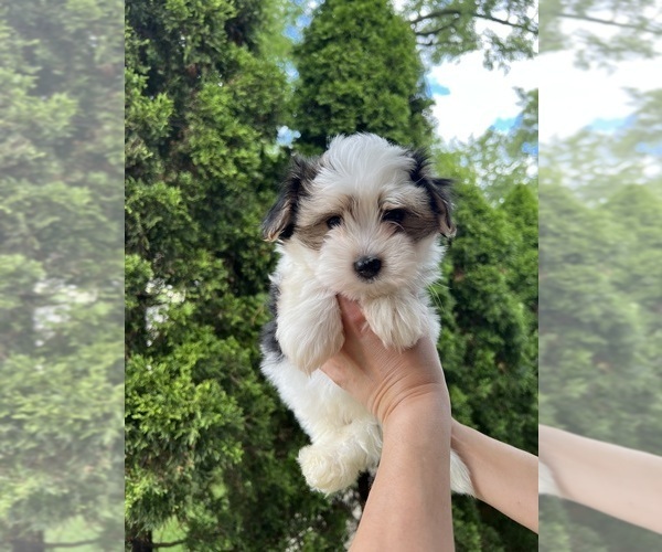 Medium Photo #3 Morkie Puppy For Sale in DES PLAINES, IL, USA