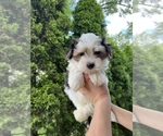 Small #2 Morkie