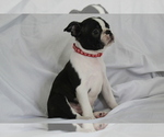 Small #4 Boston Terrier