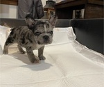 Small #1 French Bulldog