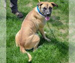 Small #4 Black Mouth Cur-German Shepherd Dog Mix