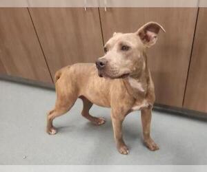 American Pit Bull Terrier Dogs for adoption in Baytown, TX, USA