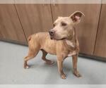Small American Pit Bull Terrier