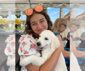 English Cream Golden Retriever Puppy for sale in RAMONA, CA, USA