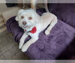 Small Photo #2 Maltese-Unknown Mix Puppy For Sale in Columbus, IN, USA