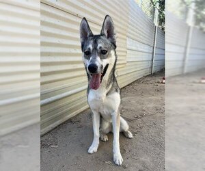 German Shepherd Dog-Huskies  Mix Dogs for adoption in Ojai, CA, USA