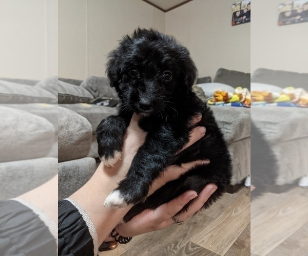 Medium Photo #2 Aussiedoodle Puppy For Sale in SPENCER, TN, USA