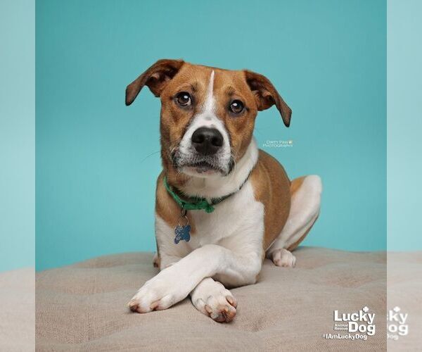 Medium Photo #3 Mutt Puppy For Sale in Washington, DC, USA