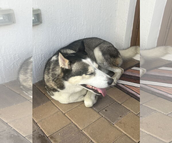 Medium Photo #3 Siberian Husky Puppy For Sale in Miami, FL, USA