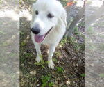 Small #3 Great Pyrenees