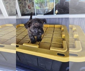 Cairn Terrier Puppy for Sale in ORANGEVALE, California USA