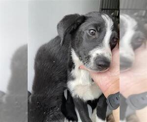 Australian Kelpie-Labrador Retriever Mix Dogs for adoption in Houston, TX, USA
