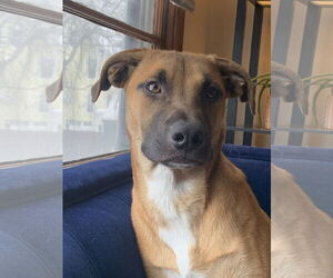 Black Mouth Cur-Unknown Mix Dogs for adoption in Minneapolis, MN, USA