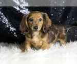 Small #3 Dachshund