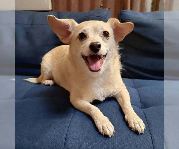 Medium Photo #2 Chihuahua-Unknown Mix Puppy For Sale in Temecula, CA, USA