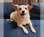 Small #1 Chihuahua Mix