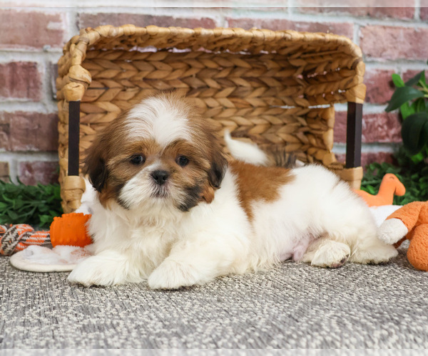 Medium Photo #8 Shih Tzu Puppy For Sale in SYRACUSE, IN, USA