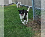 Small #2 Border Terrier-Rat Terrier Mix