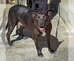 Small #4 Labrador Retriever Mix