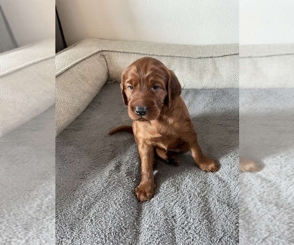 Medium Photo #2 Irish Setter Puppy For Sale in SEQUIM, WA, USA