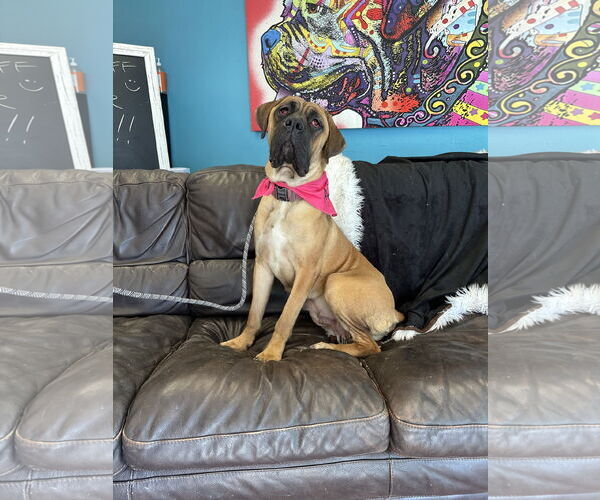 Medium Photo #7 Mutt Puppy For Sale in Goodyear, AZ, USA
