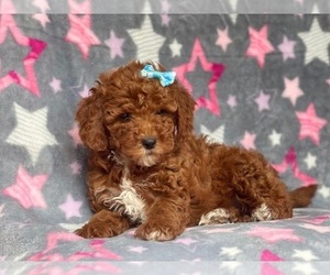 Cavapoo-Poodle (Miniature) Mix Puppy for sale in LAKELAND, FL, USA