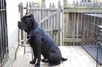 Small Photo #1 Cane Corso Puppy For Sale in ALEXANDRIA, VA, USA