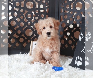 Maltipoo (Miniature) Puppy for Sale in MOUNT VERNON, Ohio USA