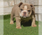 Small Photo #5 Bulldog Puppy For Sale in BAYTOWN, TX, USA