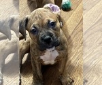 Small Photo #22 American Bully-Boxer Mix Puppy For Sale in HAMMOND, IN, USA