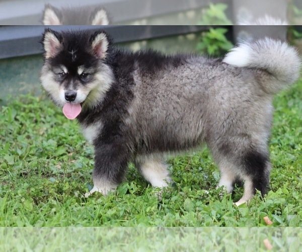 Medium Photo #1 Alaskan Malamute Puppy For Sale in DIXON, MO, USA