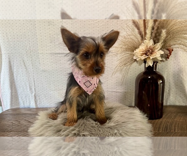 Medium Photo #1 Yorkshire Terrier Puppy For Sale in NAPPANEE, IN, USA