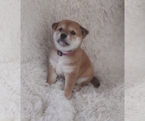 Shiba Inu Puppy for sale in KENT, OH, USA