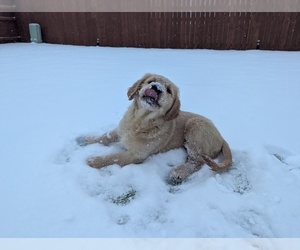 Golden Retriever Puppy for sale in PEYTON, CO, USA