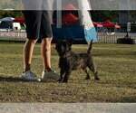 Small Photo #1 Cairn Terrier Puppy For Sale in Zarnesti, Brasov, Romainia