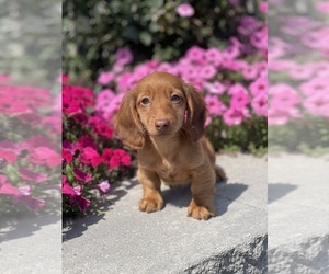 Dachshund Puppy for sale in CANOGA, NY, USA