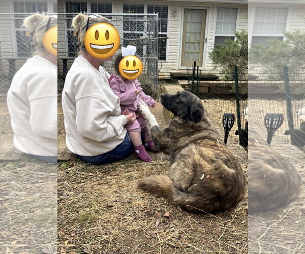 Medium Photo #2 Anatolian Shepherd-Labrador Retriever Mix Puppy For Sale in Royal Palm Beach, FL, USA