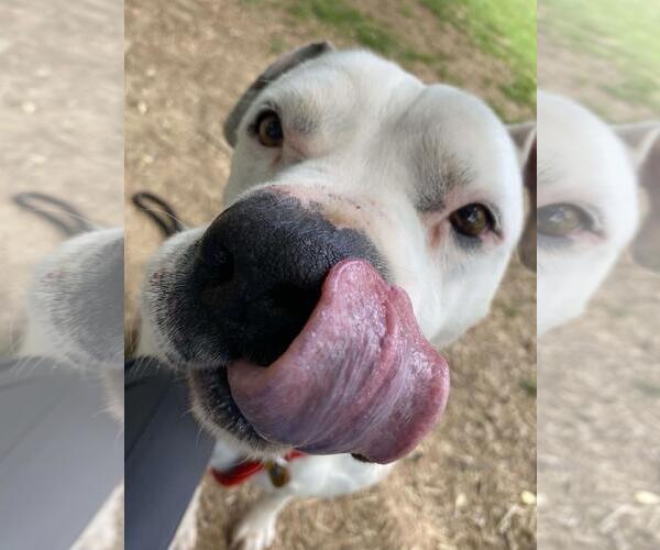 Medium Photo #4 American Staffordshire Terrier-Eurasier Mix Puppy For Sale in Front Royal, VA, USA