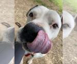 Small #3 American Staffordshire Terrier-Eurasier Mix