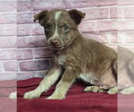 Small Australian Shepherd Mix