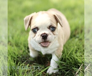French Bulldog Puppy for sale in RONKS, PA, USA
